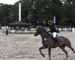 Stallion Uruguay (Freiberger,  , from Urus)