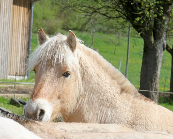 horse Kaliv (Fjord Horse, 2013, from Kelvin)