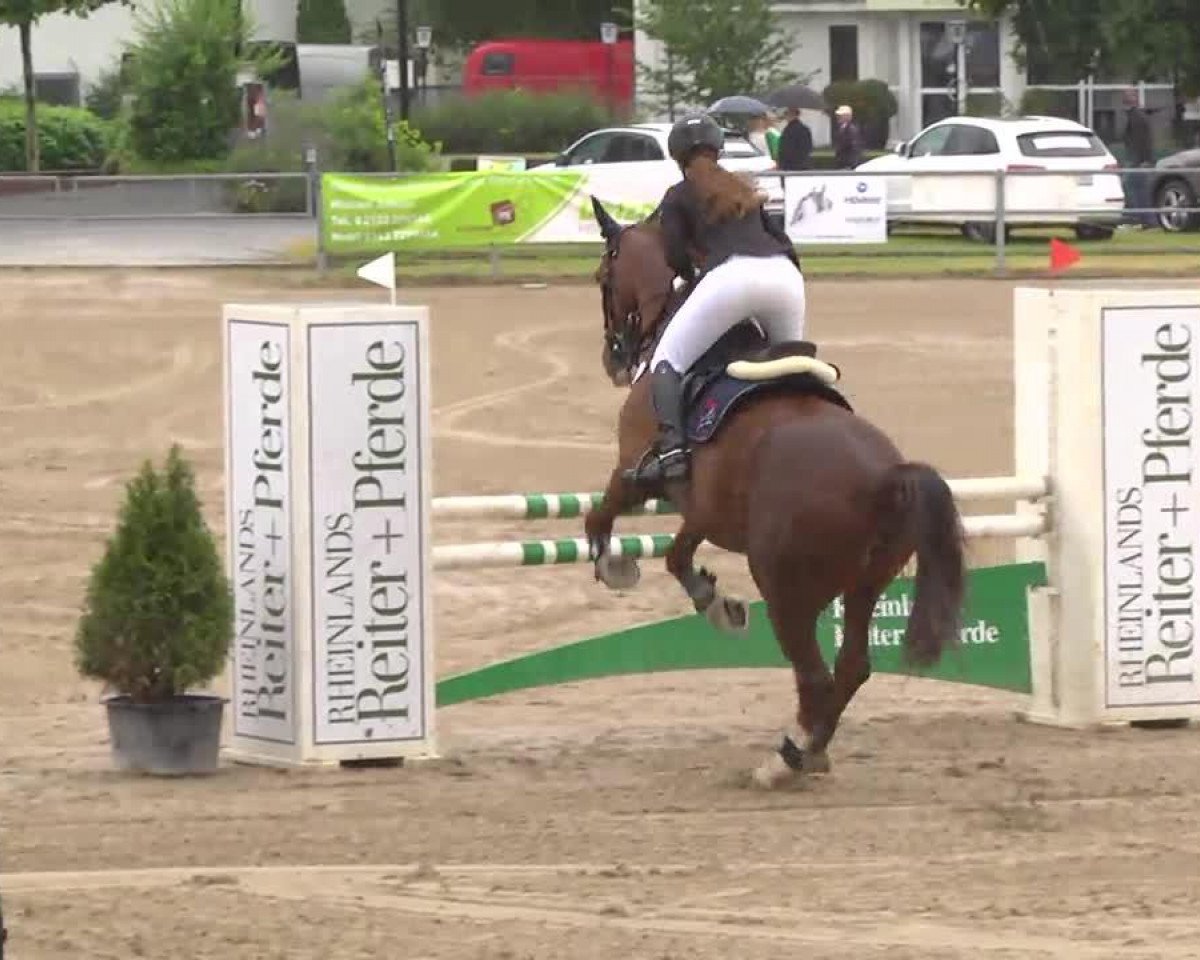 stallion Jiloi (Selle Français, 1975, from Ukase)