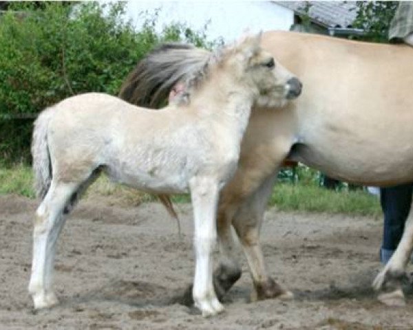 horse Thalija (Fjord Horse, 2009, from Kelvin)