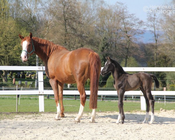 horse Hengst von Dante Weltino / Fürst Piccolo (Westphalian, 2015, from Dante Weltino Old) horse Hengst von Dante Weltino / Fürst Piccolo (Westphalian, 2015, from Dante Weltino Old)