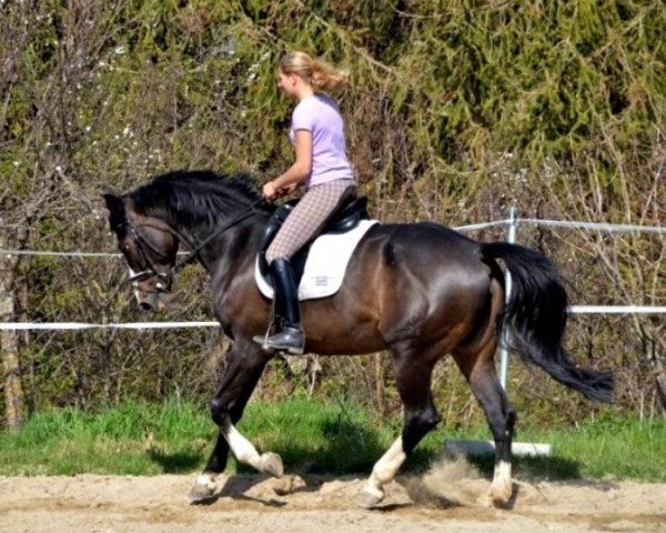 Springpferd Quintana 34 (Bayer, 2006, von Quinto de B)