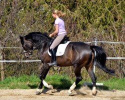 jumper Quintana 34 (Bavarian, 2006, from Quinto de B)