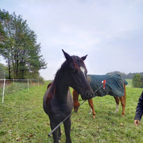horse Graceland (Trakehner, 2019, from Hirtentanz 2)