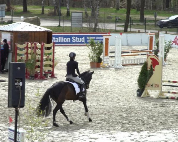 Reitturnier Westergellersen 2021