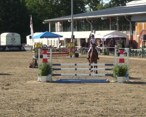 Zuchtstute Cenna (Polnisches Warmblut, 2007, von Flirt)