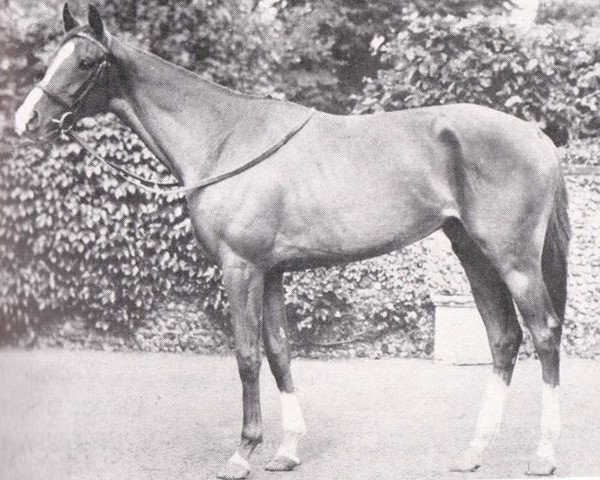 broodmare Amina xx (Thoroughbred, 1945, from Solario xx)