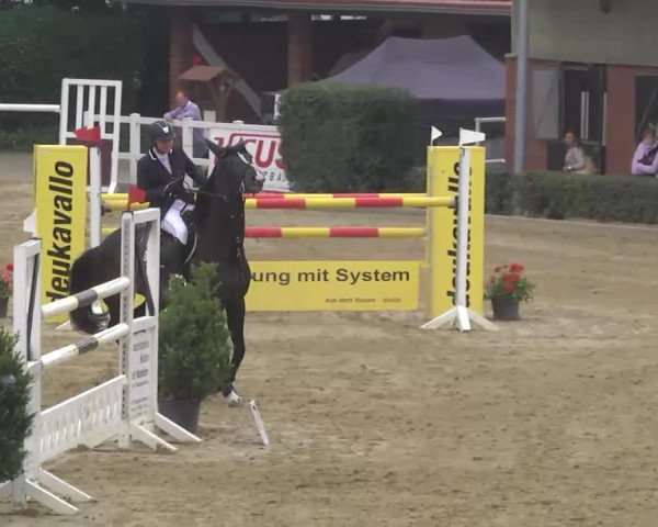 Springpferd Balou's Ballerina (Hannoveraner, 2006, von Balou du Rouet) Springpferd Balou's Ballerina (Hannoveraner, 2006, von Balou du Rouet)