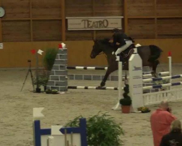 Springpferd Ca del Pazzo (Rheinländer, 2003, von Couleur Rubin)