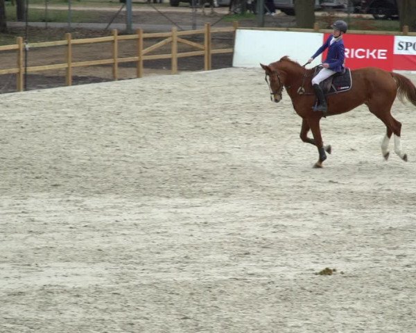 Reitturnier Westergellersen 2021