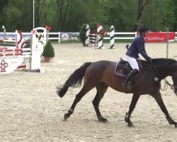 jumper Crisbee 2 (German Sport Horse, 2007, from Caedmon)