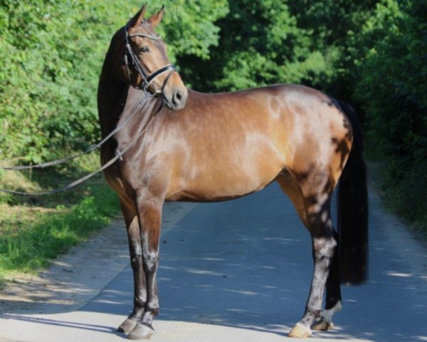 Dressurpferd For Eternity 15 (Hannoveraner, 2015, von Blue Hors First Choice)