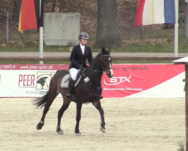Reitturnier Westergellersen 2021