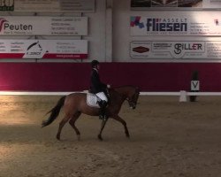 dressage horse Dance with me 8 (German Riding Pony, 2007, from FS Don't Worry)