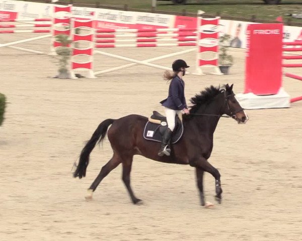 Reitturnier Westergellersen 2021