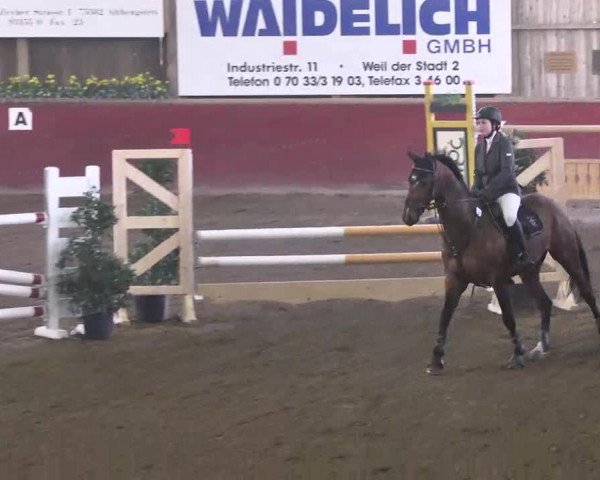 Springpferd Bow Jorna (KWPN (Niederländisches Warmblut), 2006, von Matterhorn)