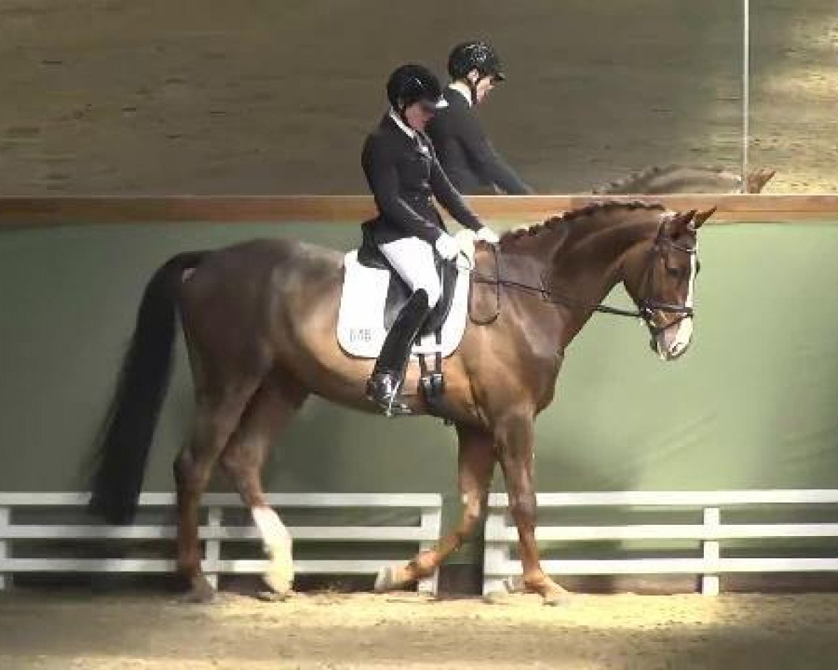 Dressurpferd Delicious 9 (Hannoveraner, 2007, von Diamond Hit)