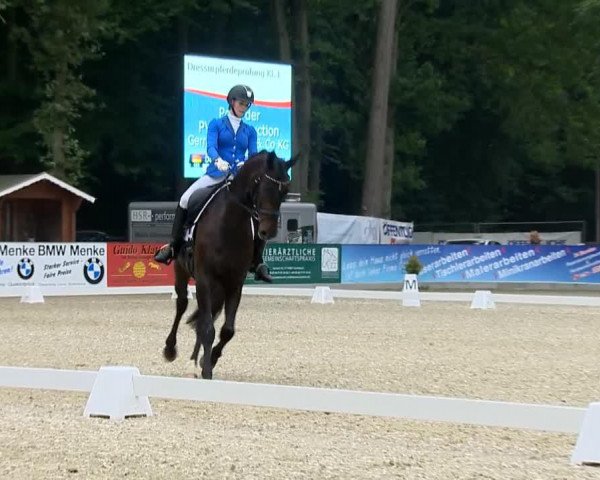 dressage horse Sonnenkavalier (Oldenburg, 2008, from Sir Donnerhall I)