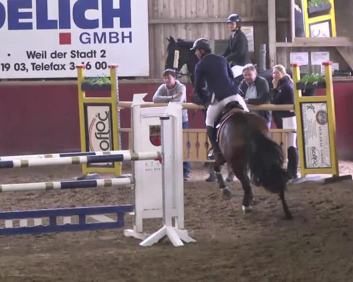 Cavallo da salto Clea Zhang (Zweibrücker, 2007, di Cerdic)