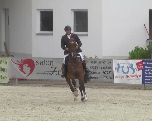 jumper Caeptain Salto (Westphalian, 2008, from Captain Fire)