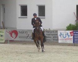 jumper Caeptain Salto (Westphalian, 2008, from Captain Fire)