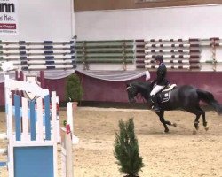 dressage horse Wiener Walzer 25 (German Riding Pony, 2005, from Holsteins Walzerkönig)