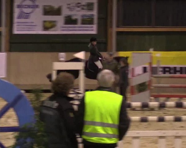 broodmare Quibell 17 (Westphalian, 2007, from Quinta Real)