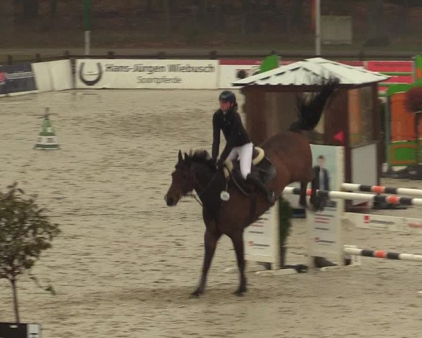 Reitturnier Westergellersen 2021