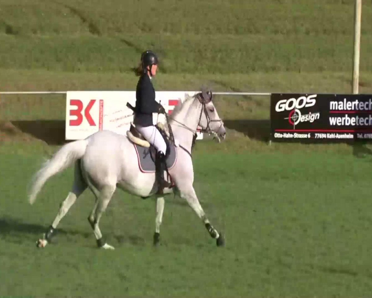 Zuchtstute Quinoa 3 (Belgisches Warmblut, 2002, von Quinar)