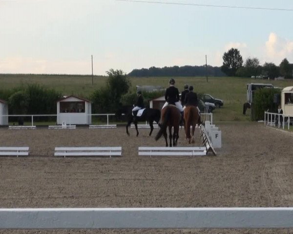 dressage horse Desiderata 3 (Westphalian, 2003, from Di Versace)