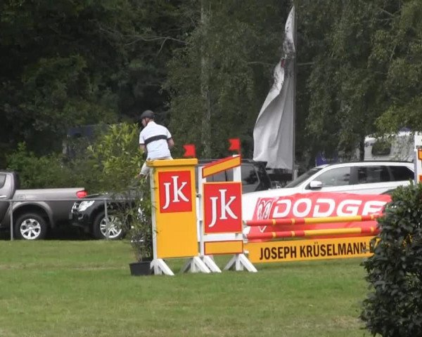 jumper Simba 132 (German Warmblood, 2002, from Unbekannt)