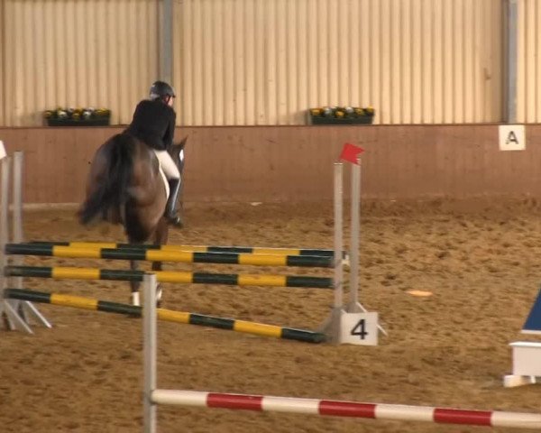 broodmare Daisy 712 (German Riding Pony, 2005, from Dornik B)