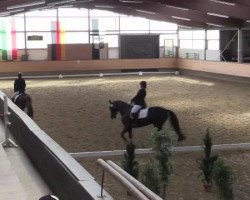 dressage horse Galeana (Little German Riding Horse, 2005, from Greystock)