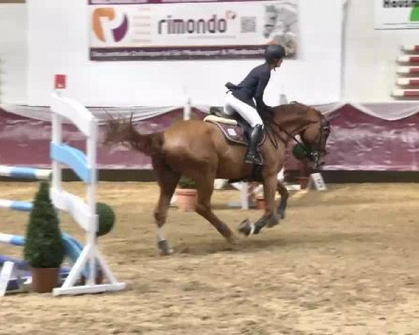 Springpferd El Chicco 6 (Hannoveraner, 2004, von Earl)