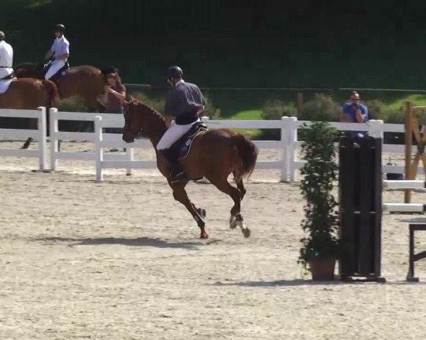 Springpferd Cevisto (Deutsches Sportpferd, 2007, von Celentano)