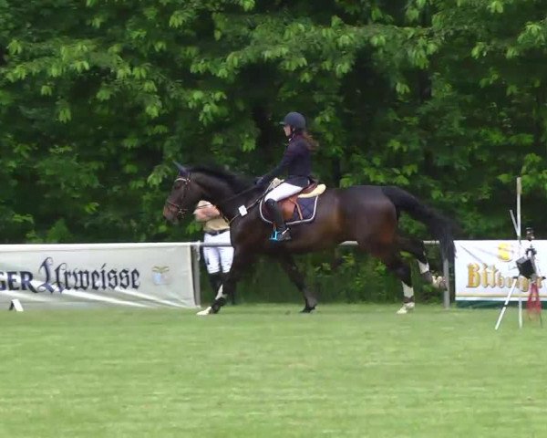 Springpferd Cool Colour (Holsteiner, 2007, von Calato)