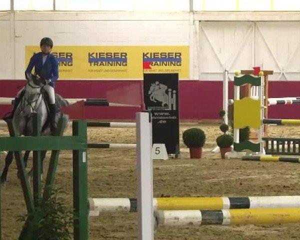 Springpferd Cisko W (Hannoveraner, 2008, von Contagio)