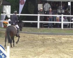 Springpferd Foo Fighter (Hannoveraner, 2007, von For Edition)