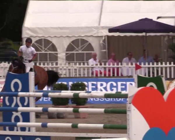 jumper Dominart (Belgian Warmblood, 2003)