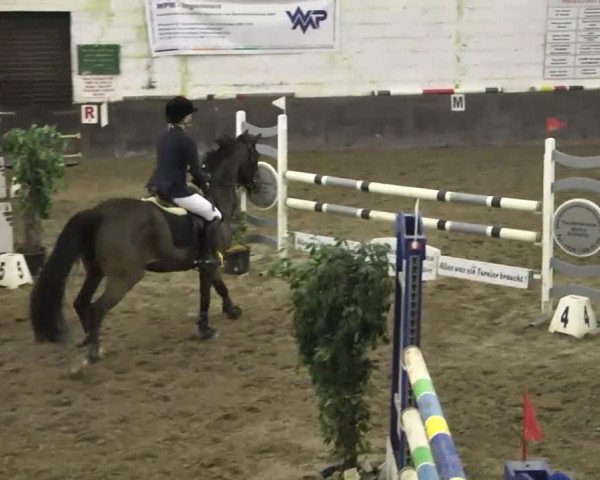 jumper Champ's Royal Flash (German Warmblood, 1995, from Champ of Class)