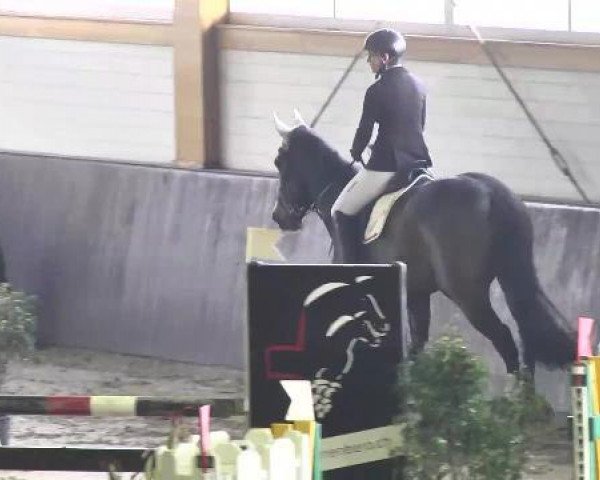 jumper Teddy 250 (Irish Sport Horse, 1984, from Coille Mor Hill)