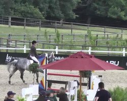 jumper Chiara 282 (Holsteiner, 2007, from Corofino II)
