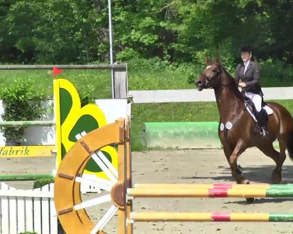 jumper For Cavalier (Hanoverian, 2005, from For Edition)