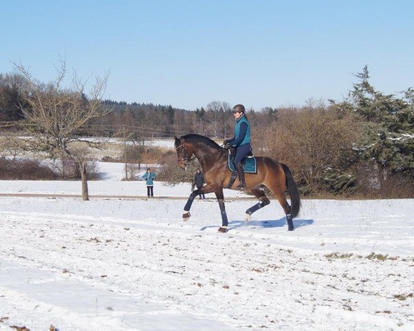 dressage horse Dante's Hit Wr (Oldenburg, 2015, from Dante Weltino Old)
