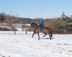 dressage horse Dante's Hit Wr (Oldenburg, 2015, from Dante Weltino Old)
