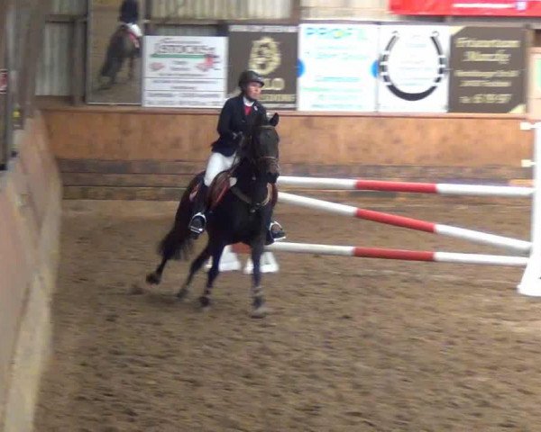 Springpferd Crack D (New-Forest-Pony, 2006, von Moorland's Crack)