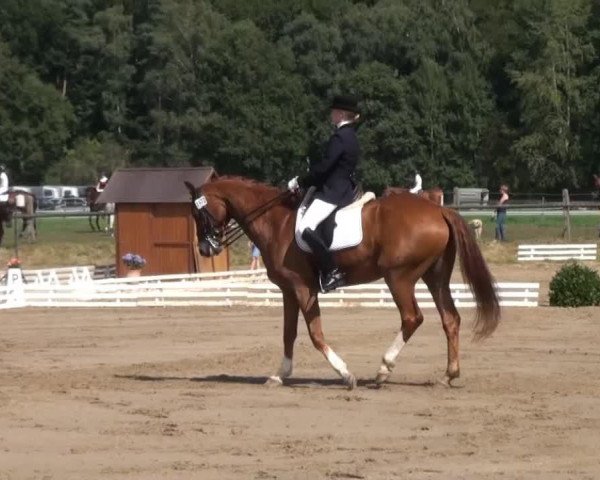 dressage horse Werder (Hanoverian, 2004, from Worldly I) dressage horse Werder (Hanoverian, 2004, from Worldly I)