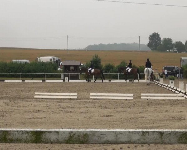 dressage horse Fortero (Westphalian, 2008, from Florenciano 6)