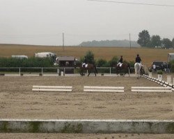 dressage horse Fortero (Westphalian, 2008, from Florenciano 6)