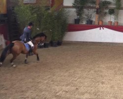 jumper Brisko 20 (Oldenburg, 2003, from Balou du Rouet)